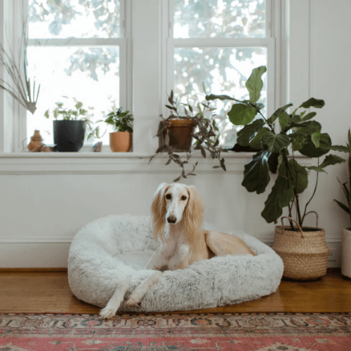 RêveBed™ – Lit apaisant pour chien – Moelleux, anti-stress et sécurisé