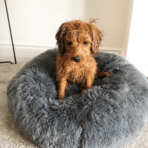 RêveBed™ – Lit apaisant pour chien – Moelleux, anti-stress et sécurisé