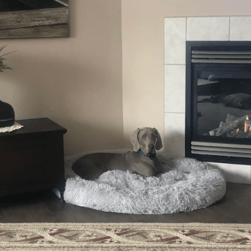 RêveBed™ – Lit apaisant pour chien – Moelleux, anti-stress et sécurisé