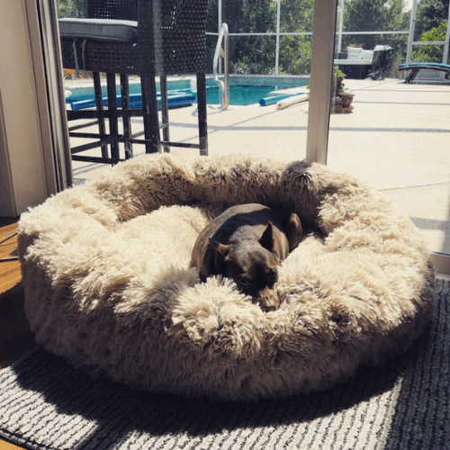 RêveBed™ – Lit apaisant pour chien – Moelleux, anti-stress et sécurisé