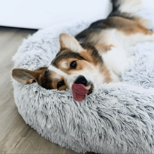 RêveBed™ – Lit apaisant pour chien – Moelleux, anti-stress et sécurisé
