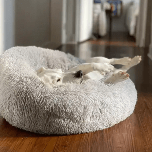 RêveBed™ – Lit apaisant pour chien – Moelleux, anti-stress et sécurisé
